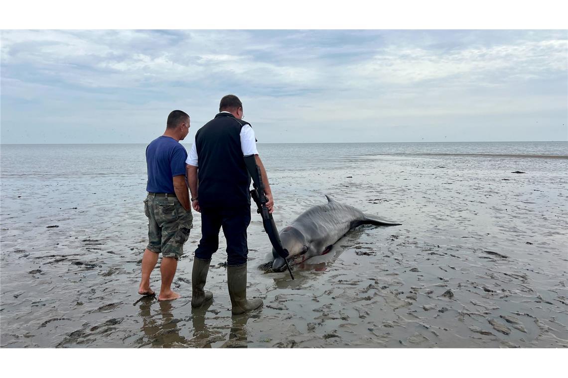 Nach Abschuss auf Sylt: Wal soll untersucht werden Ein Seehundjäger hat das Tier erschossen.