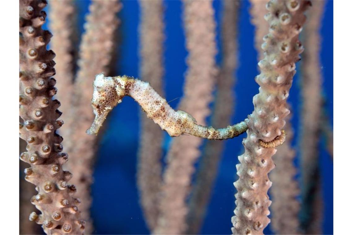 Ein Seepferdchen (Hippocampus erectus) in einem Aquarium. Foto: Frank Scheidewind/Universität Konstanz/dpa