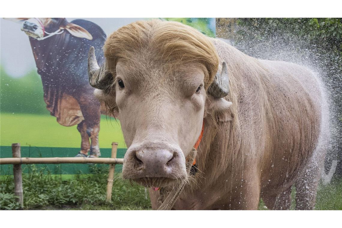 Ein seltener Albino-Büffel namens „Donald Trump“ ist in Bangladesch vor der Schlachtung zum Opferfest gerettet worden (Archivfoto).