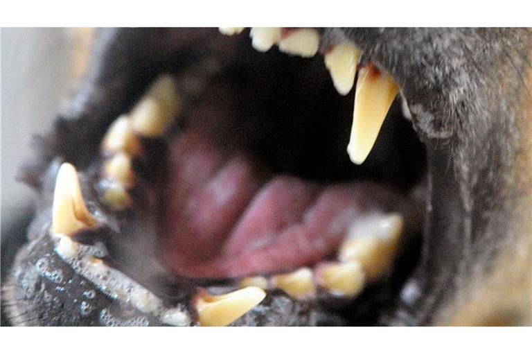 Ein Siebenjähriger ist in Weinheim im Rhein-Neckar-Kreis von einem kleinen Hund gebissen und verletzt worden (Symbolfoto).