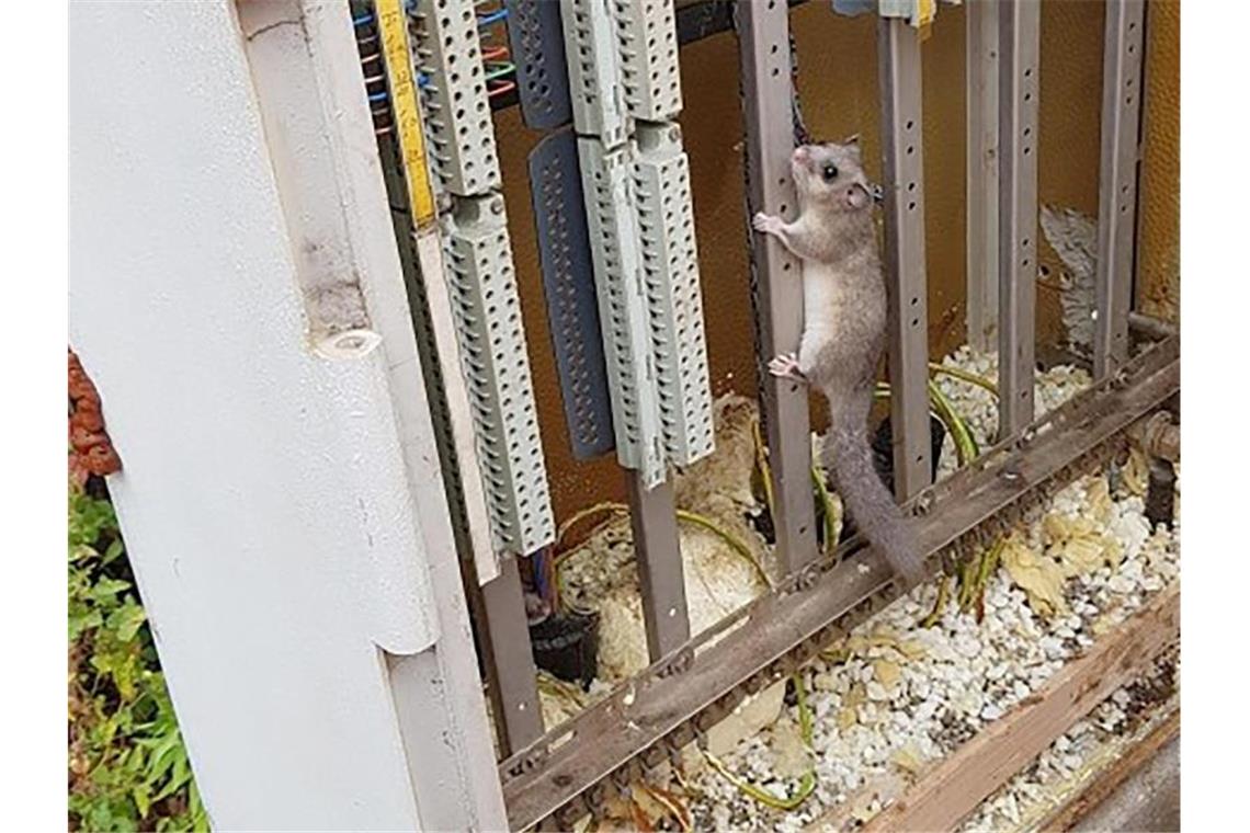 Siebenschläfer gründet Familie im Schaltkasten der Bahn