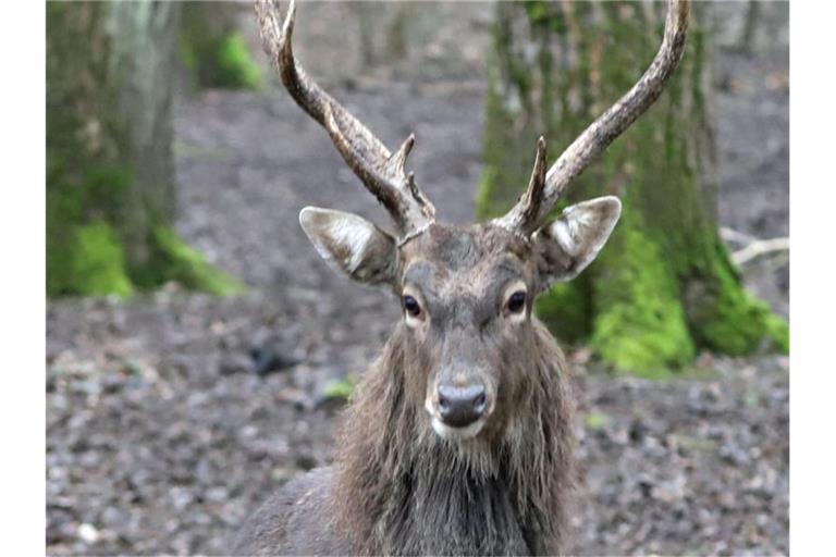 Ein Sikahirsch, der neben sechs anderen Sikahirschen an Silvester entkommen war, steht in seinem Gehege. Foto: Timo Deible/Zoo Karlsruhe