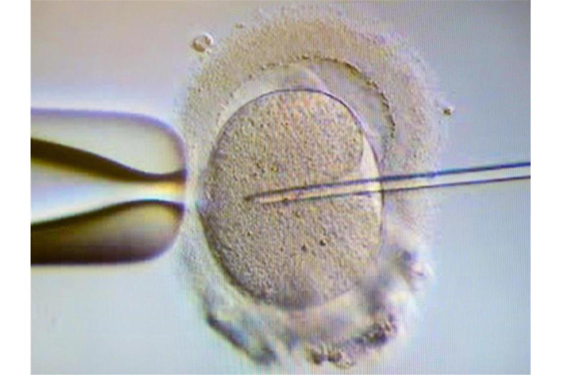 Ein Spermium wird einer Eizelle injiziert. Foto: Klaus-Dietmar Gabbert/dpa-Zentralbild/dpa