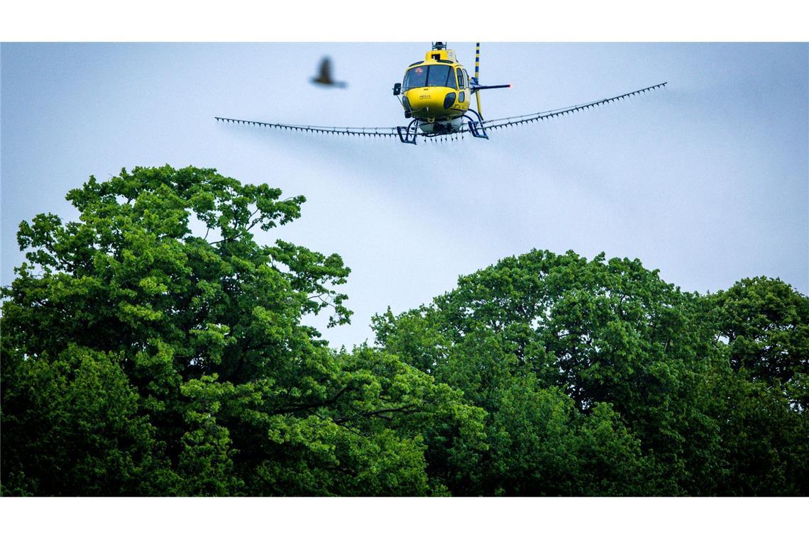 Ein Spezialhubschrauber versprüht über einer Allee ein biologisches Insektizid gegen den Eichenprozessionsspinner.