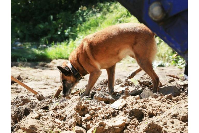 Ein Spürhund im Garten des Hauses in Wuppertal. Foto: David Young