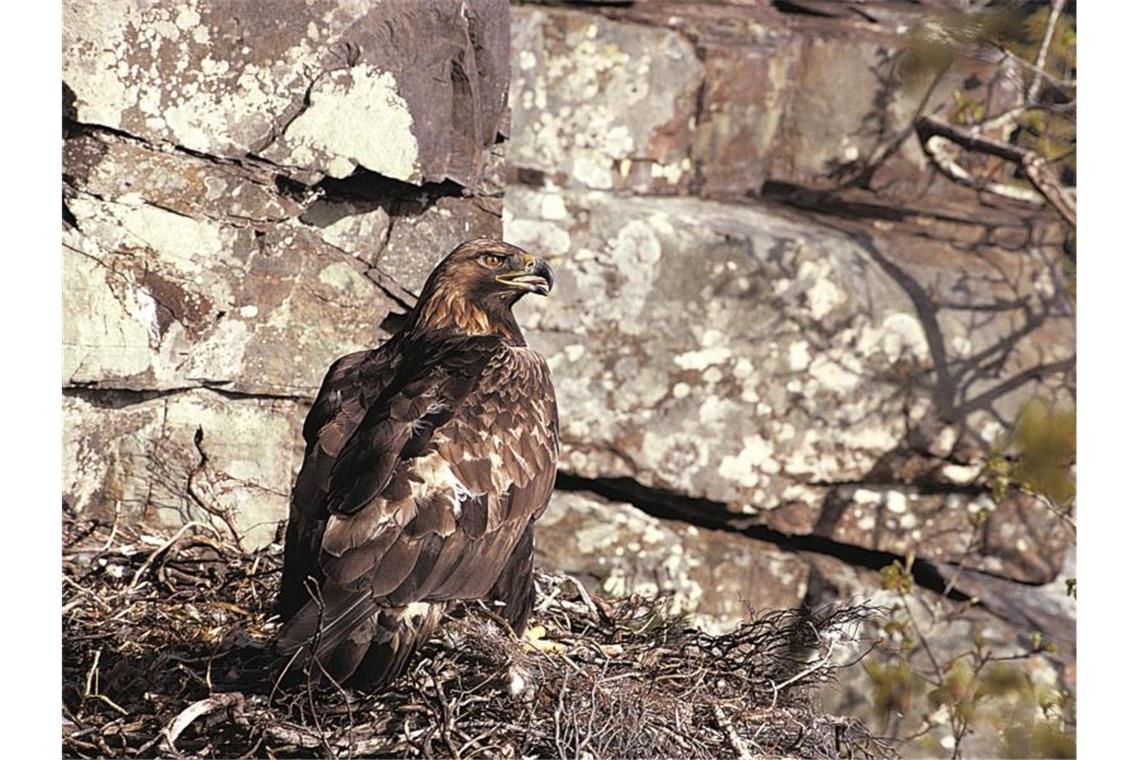 Bleihaltige Munition gefährdet Greifvögel in Europa Ein Steinadler (Aquila chrysaetos) sitzt in seinem Nest. Foto: Chris Gomersall/Rspb/dpa