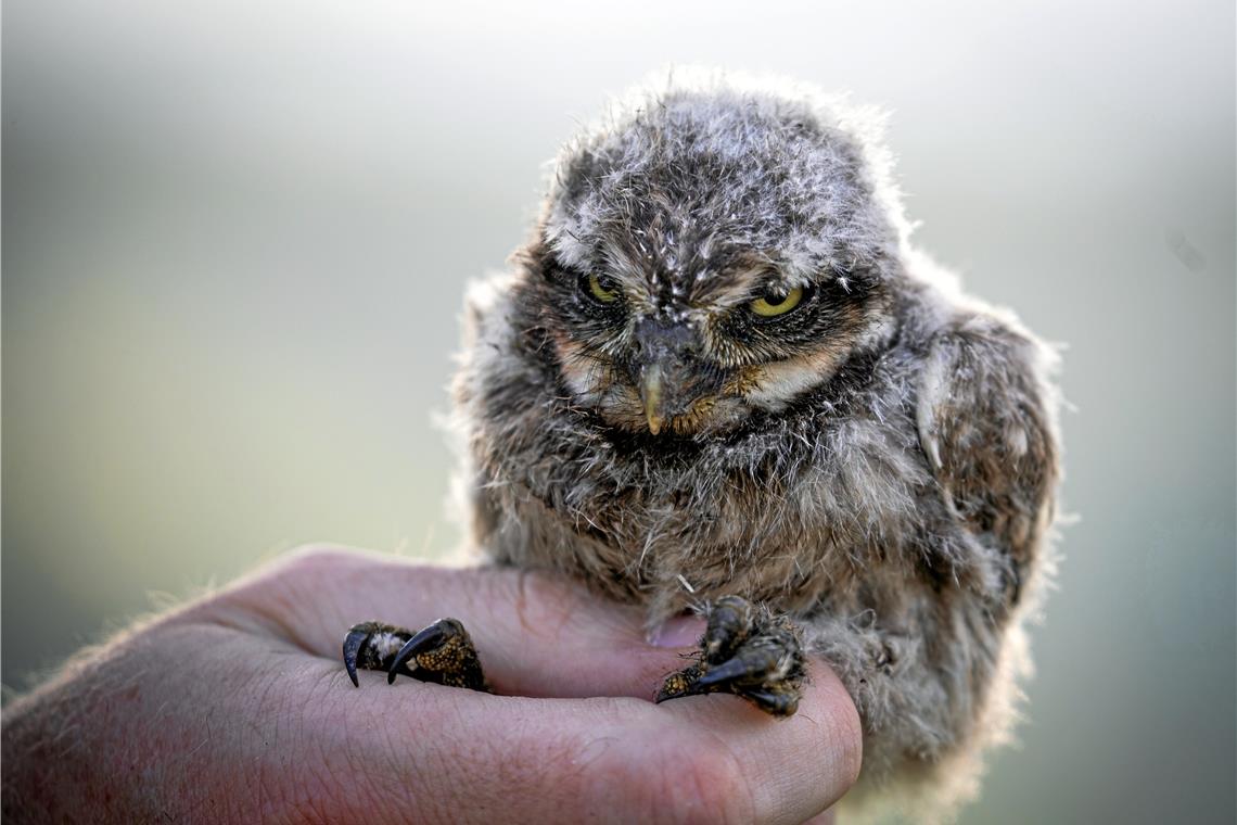 Ein Steinkauz-Jungvogel bei einer Beringungsaktion des Nabu in Großaspach. Foto: A. Becher