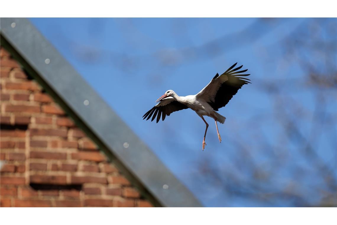 Ein Storch im Landeanflug.