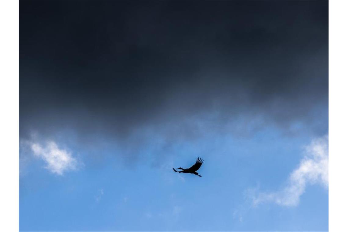 Neue Flugpläne: Wieder mehr Störche in Baden-Württemberg Ein Storch ist am Himmel zu sehen. Foto: Philipp von Ditfurth/dpa