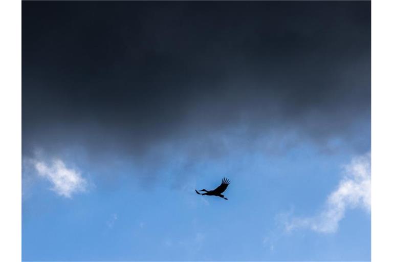 Ein Storch ist am Himmel zu sehen. Foto: Philipp von Ditfurth/dpa