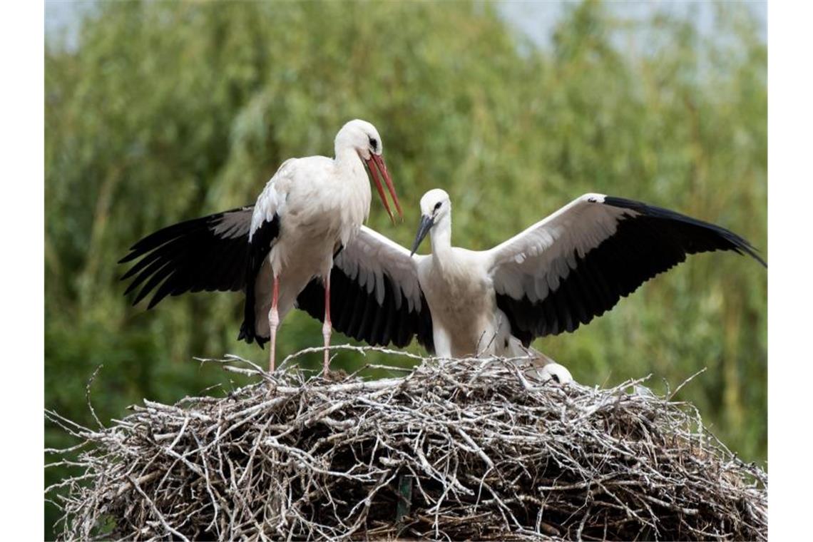 Durchschnittlicher Bruterfolg der Störche erwartet Ein Storch (l) und zwei Jungstörche stehen auf einem Horst. Foto: Daniel Bockwoldt/Archivbild