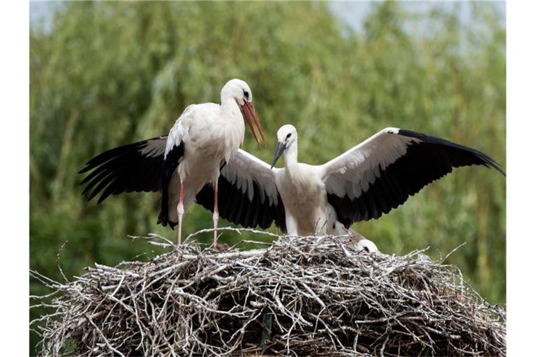 Ein Storch (l) und zwei Jungstörche stehen auf einem Horst. Foto: Daniel Bockwoldt/Archivbild