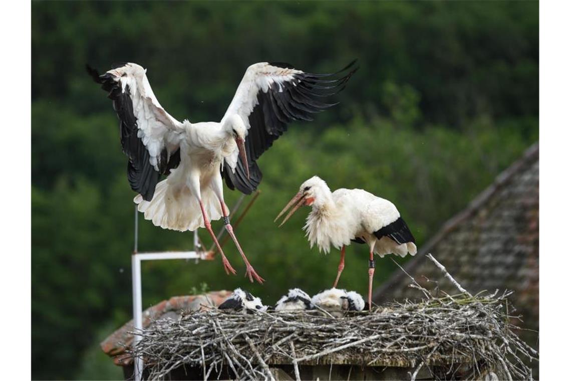 Nachwuchs bei den Affenberg-Störchen in Salem Ein Storch landet auf seinem Horst, in dem sein Nachwuchs liegt. Foto: Felix Kästle/dpa