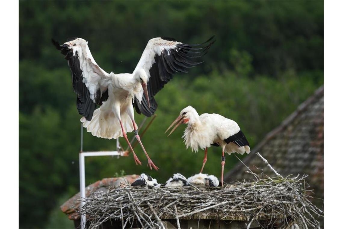 Ein Storch landet auf seinem Horst, in dem sein Nachwuchs liegt. Foto: Felix Kästle/dpa