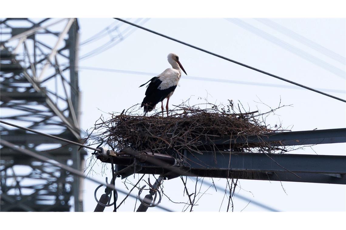 Bilder des Tages Ein Storch sitzt in seinem Nest in Hessen, das er auf einem Strommast gebaut hat.