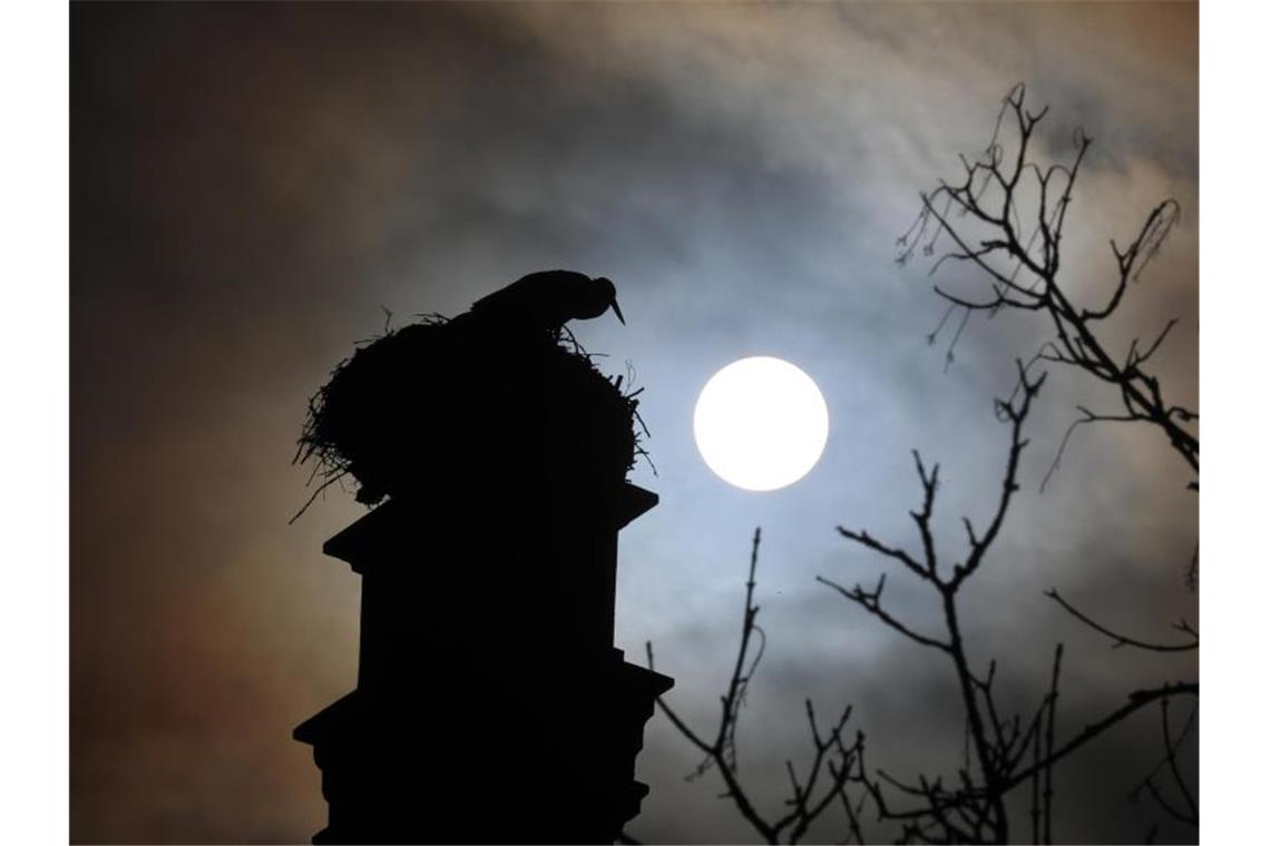 Storchenpaar Urs und Ursula richtet sich auf Rathausdach ein Ein Storch steht im Gegenlicht der Sonne auf dem Rathausdach in seinem Nest. Foto: Karl-Josef Hildenbrand/dpa