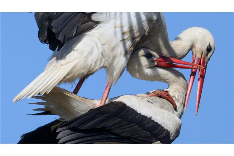 Ein Storchenpaar hat sich im Nest auf einem Strommast niedergelassen.