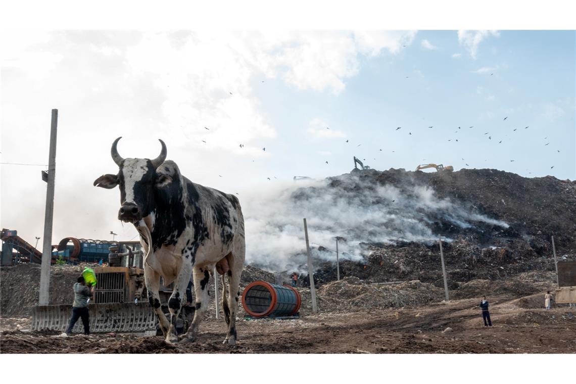 Ein streunender Stier spaziert an einem Feuer vorbei, das auf der Ghazipur-Mülldeponie am Rande von Neu-Delhi ausgebrochen ist.