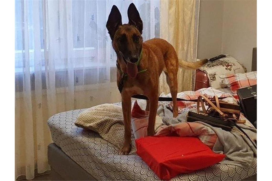 Ein Suchhund der Polizei steht in einer Wohnung auf einem Bett. Sechs mutmaßliche Drogenhändler sind bei einer Razzia in Berlin verhaftet worden. Foto: ---/Polizei Berlin/dpa