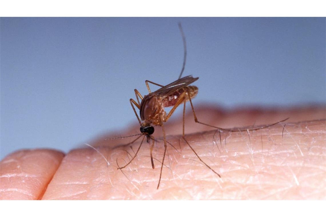 Ein Südliche Hausmücke (culex quinquefasciatus) hat es sich auf einem menschlichen Finger gemütlich gemacht und versucht Blut abzuzapfen.
