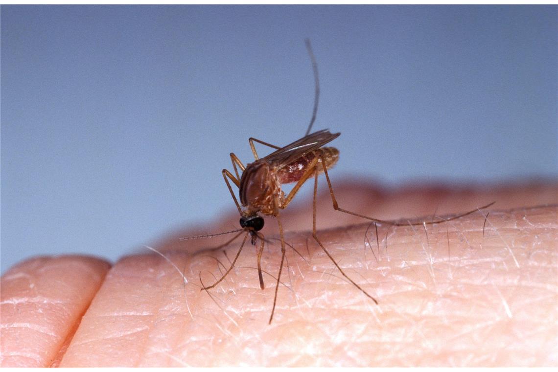 Oropouche-Virus: Neue Gefahr für Europa? Ein Südliche Hausmücke (culex quinquefasciatus) hat es sich auf einem menschlichen Finger gemütlich gemacht und versucht Blut abzuzapfen.