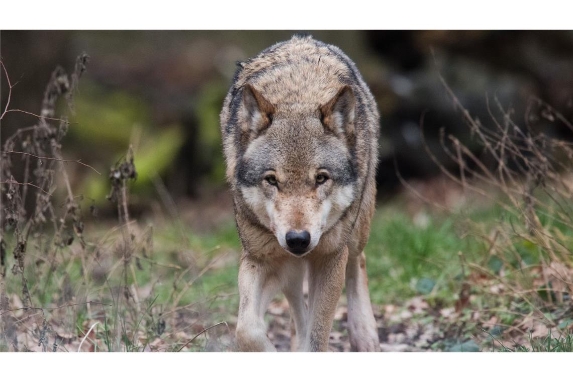 Ein Team professioneller Jäger sucht seit zwei Wochen das Revier eines Wolfs im Nordschwarzwald ab. (Symbolbild)