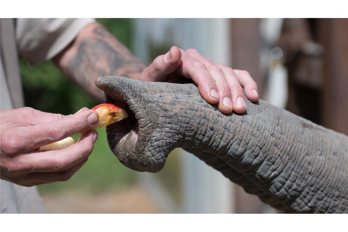 Ein Tierpfleger gibt einem Elefanten Futter.