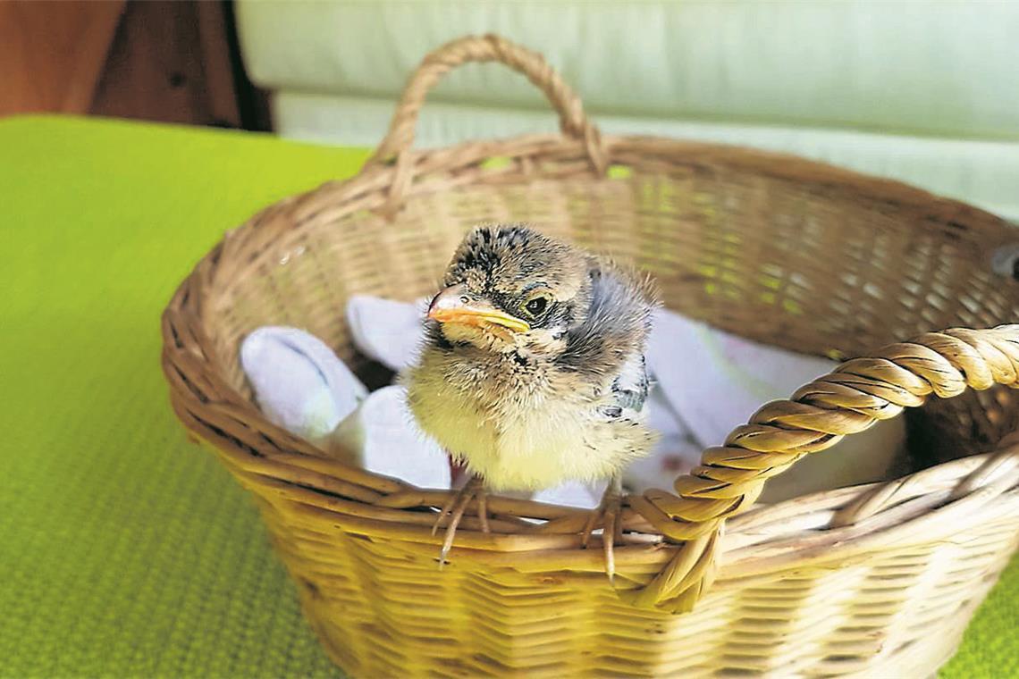 Tierrettung Unterland zieht sich aus Backnang zurück Ein Tierrettungsdienst kümmert sich um verletzte, erkrankte und in Notlagen befindliche Tiere. Symbolfotos: BKZ-Archiv