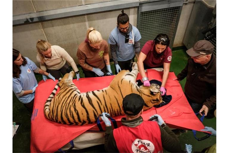 Ein Tiger liegt unter Narkose auf einer Plane. Foto: -/Four Paws/dpa