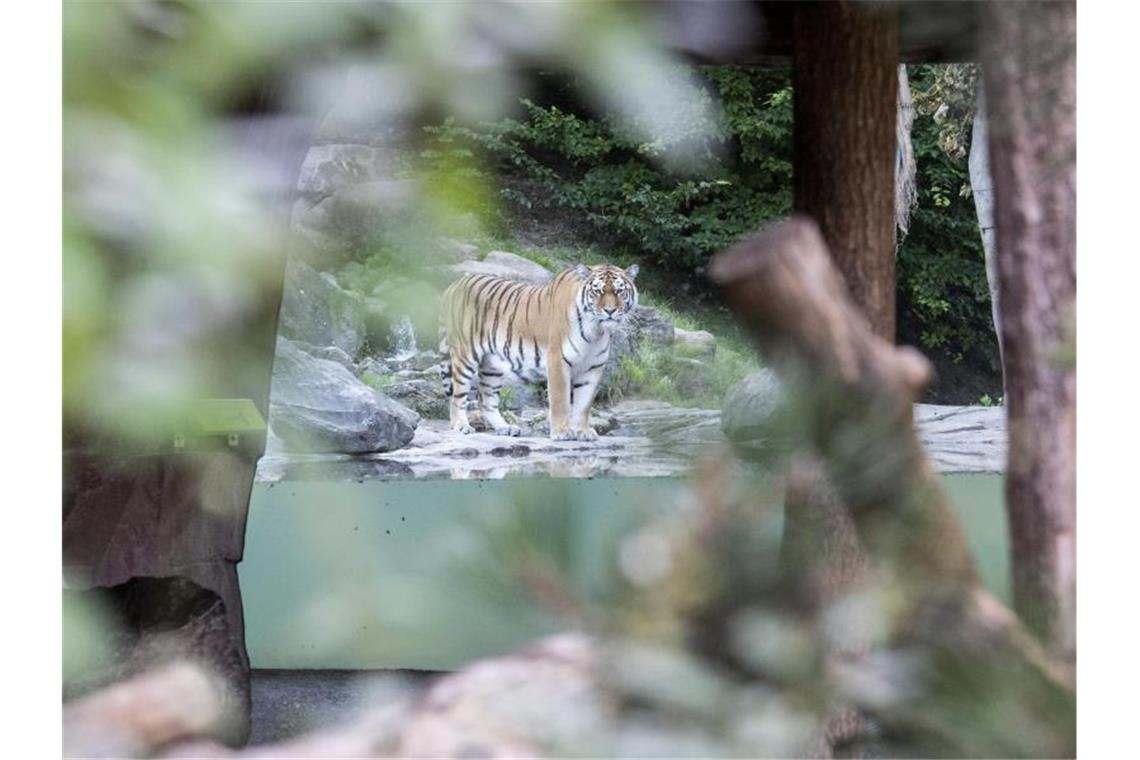 Ein Tiger-Männchen im Zoo Zürich. Foto: Ennio Leanza/KEYSTONE/dpa