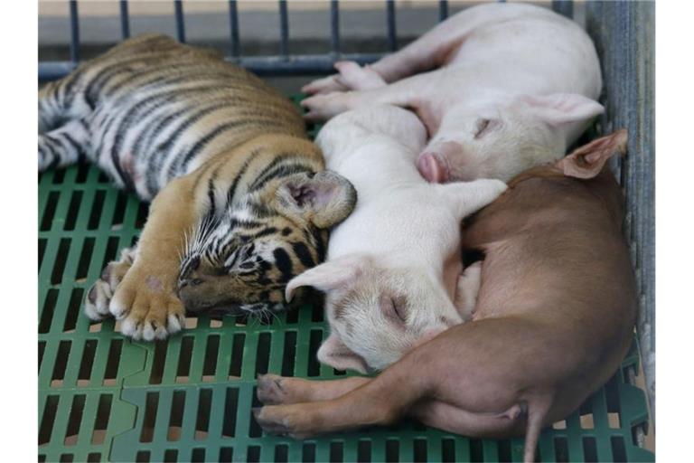 Ein Tigerbaby hält zusammen mit Ferkeln im Sriracha Zoo einen Mittagsschlaf. In Thailand muss eine bekannte Touristenattraktion im Zuge der Corona-Pandemie nach 24 Jahren dicht machen: Der Sriracha Tiger Zoo. Foto: Barbara Walton/EPA/dpa
