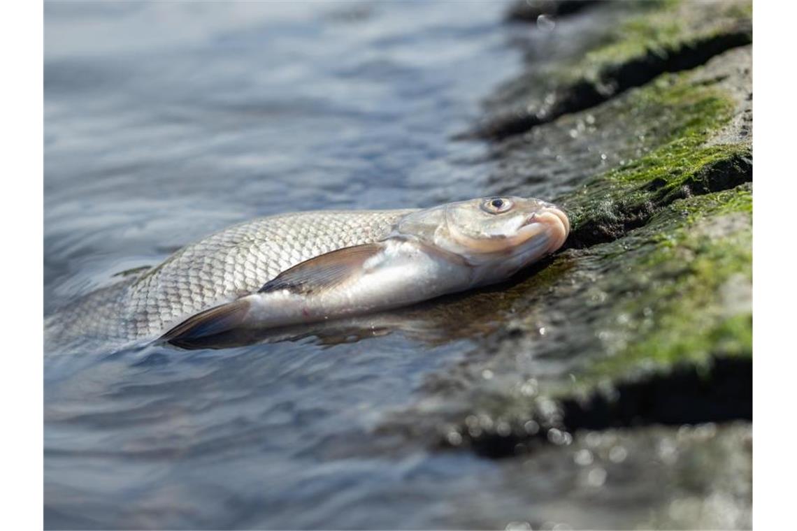 Ein toter Fisch liegt am Ufer. Foto: Mohssen Assanimoghaddam/Archivbild