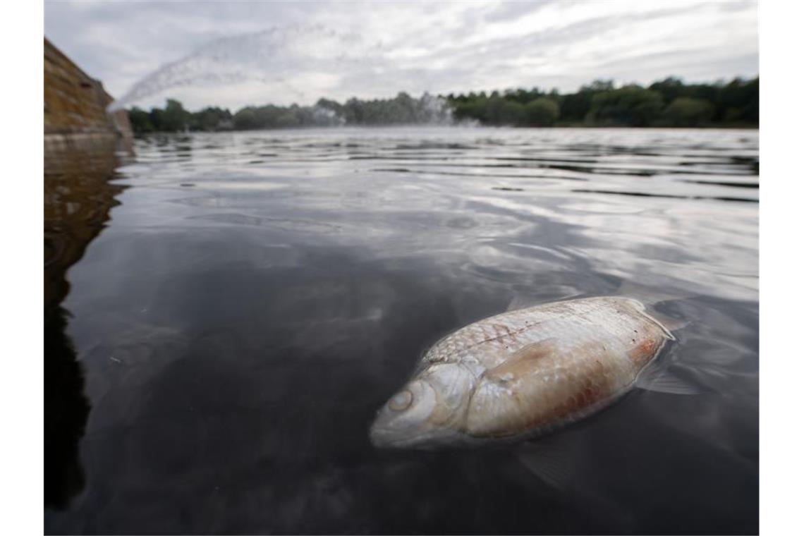 Ein toter Fisch schwimmt im Max-Eyth-See. Foto: Sebastian Gollnow