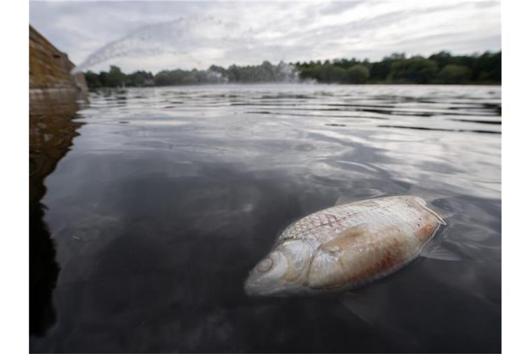 Ein toter Fisch schwimmt im Max-Eyth-See. Foto: Sebastian Gollnow