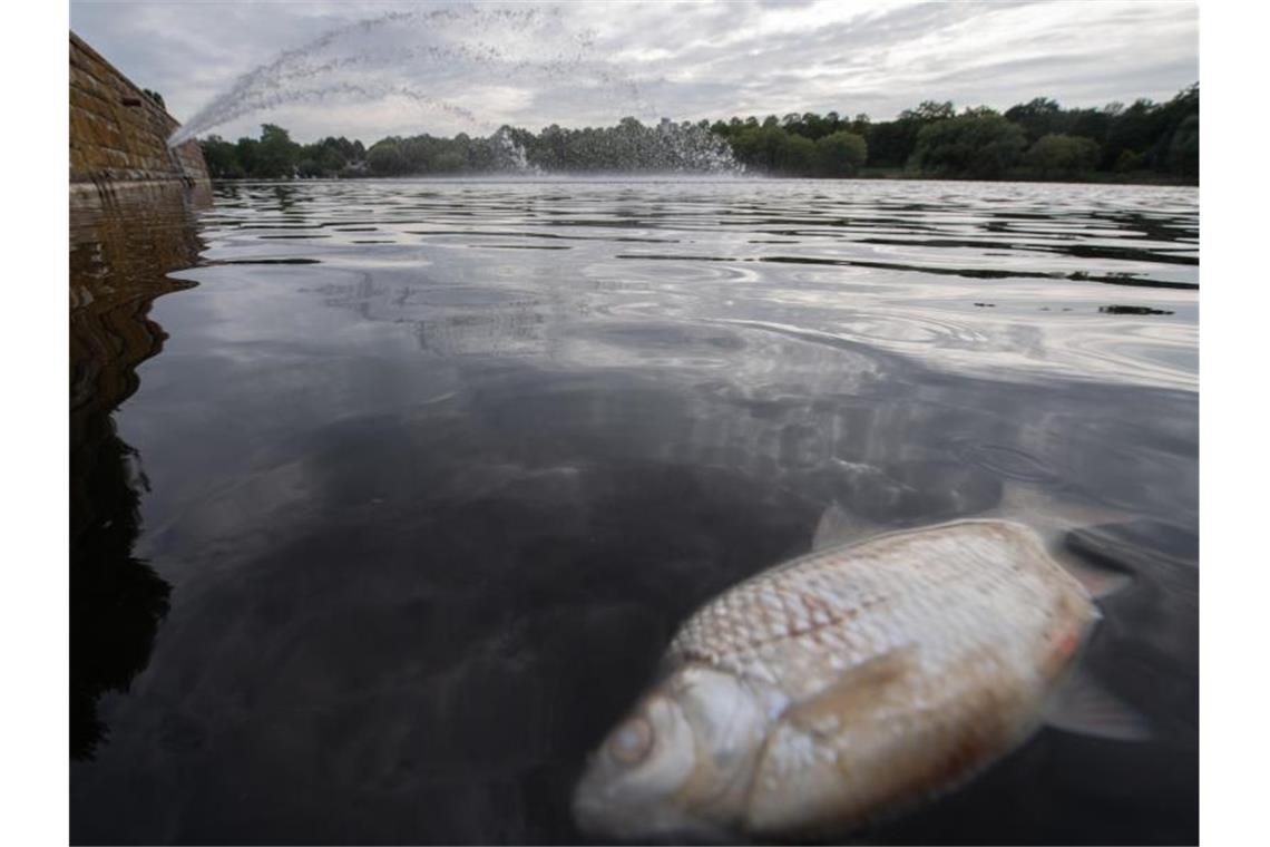 Ein toter Fisch schwimmt im Max-Eyth-See. Foto: Sebastian Gollnow/Archivbild