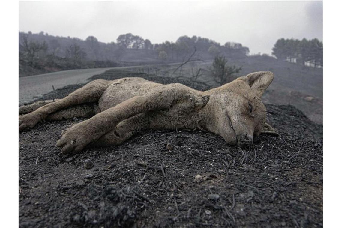 Im Westen Sardiniens wüten weiter die Flammen Ein toter Fuchs liegt am Straßenrand, nachdem die Waldbrände gewütet haben. Foto: Alessandro Tocco/LaPresse/dpa