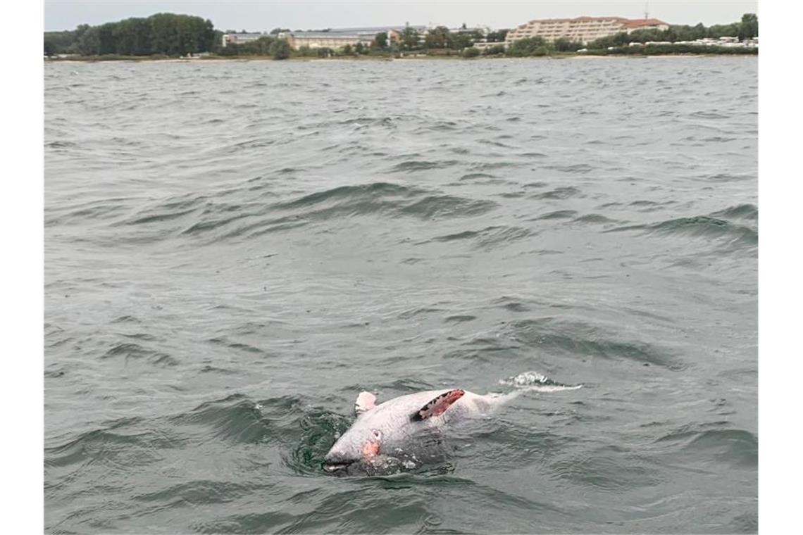 18 tote Schweinswale nach Minensprengung in der Ostsee Ein toter Schweinswal treibt vor Neustadt in Holstein in der Ostsee. Foto: Matthias Meinsen/NABU Schleswig-Holstein/dpa