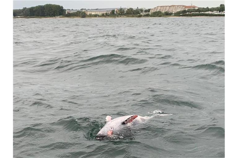 Ein toter Schweinswal treibt vor Neustadt in Holstein in der Ostsee. Foto: Matthias Meinsen/NABU Schleswig-Holstein/dpa