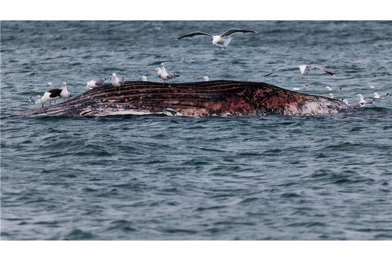 Ein toter Wal ist vor der dänischen Insel Anholt von Möwen umgeben.