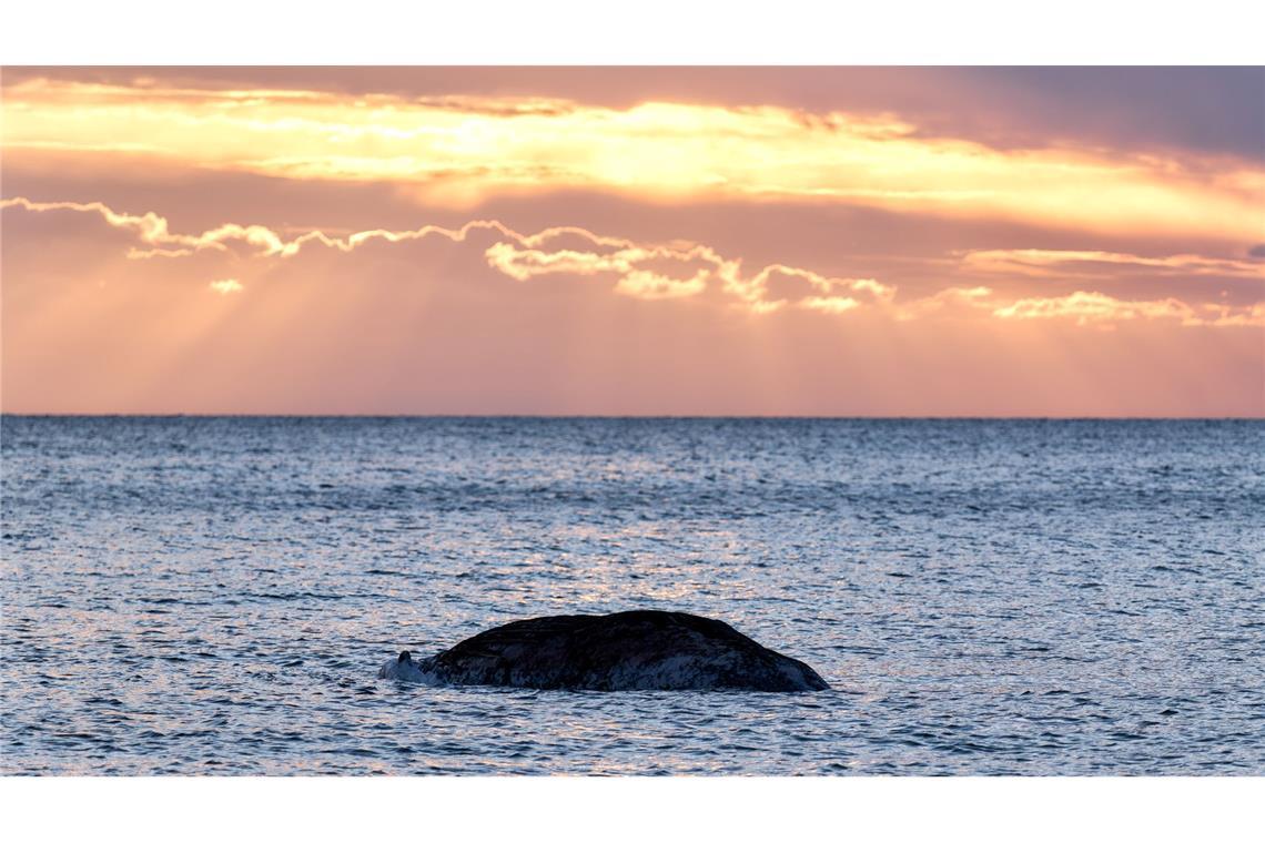 Ein toter Wal liegt vor der dänischen Insel Anholt.