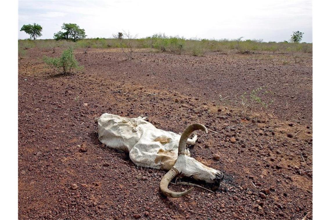 Ein totes Rind liegt auf ausgetrocknetem Boden in Falaise de Bandiagara in Mali (Archivbild). Die Klimafinanzierung durch reichere Länder gilt als wichtige Grundlage für einen Erfolg der Verhandlungen bei der bevorstehenden UN-Klimakonferenz COP26. Foto: epa Bothma/epa/dpa