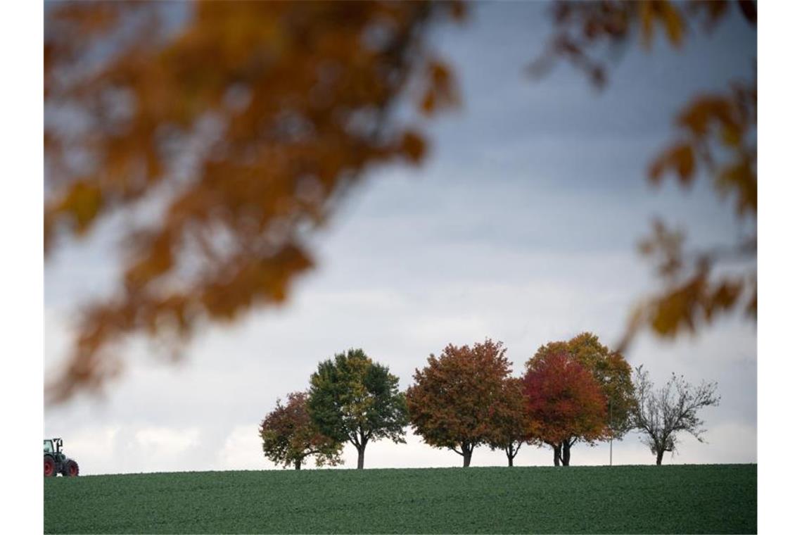 Ein Traktor fährt an herbstlich gefärbten Bäumen vorbei. Foto: Sebastian Gollnow/dpa