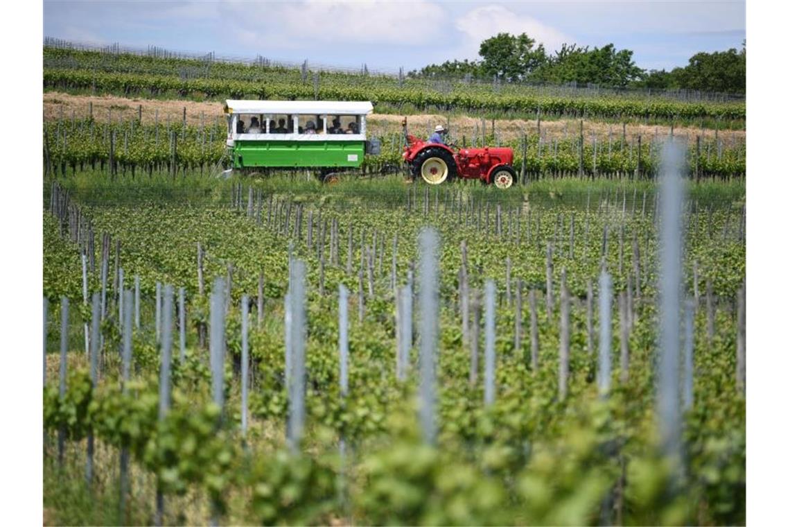 Ein Traktor mit einem Anhänger fährt mit Männern im Weinberg an Reben vorbei. Foto: Patrick Seeger