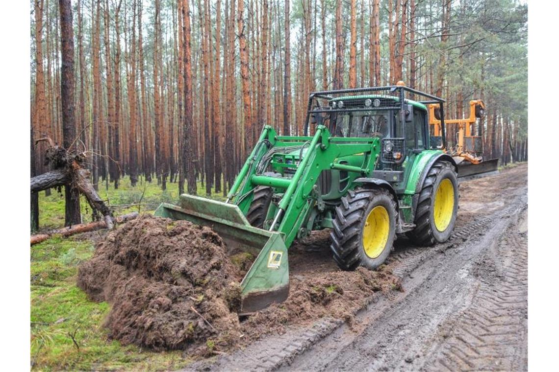 Ein Traktor vom Landesbetrieb Forst Brandenburg arbeitet an der Erschließung eines Waldweges auf dem künftigen Gelände der Tesla-Gigafactory. Foto: Patrick Pleul/zb/dpa