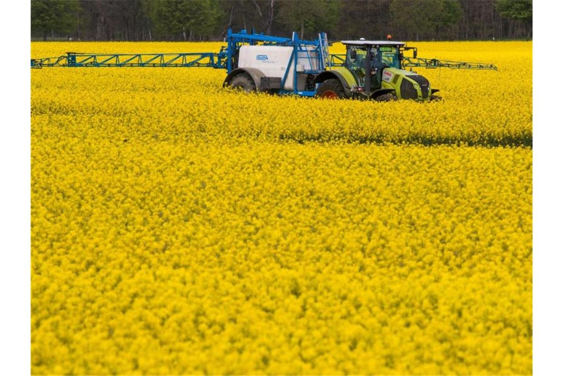 Weniger Pestizide: Landesbauernverband kritisiert Strategie Ein Traktor zieht bei der Behandlung von Rapsblüten eine Pflanzenspritze durch ein Rapsfeld. Foto: Jens Büttner/Archivbild