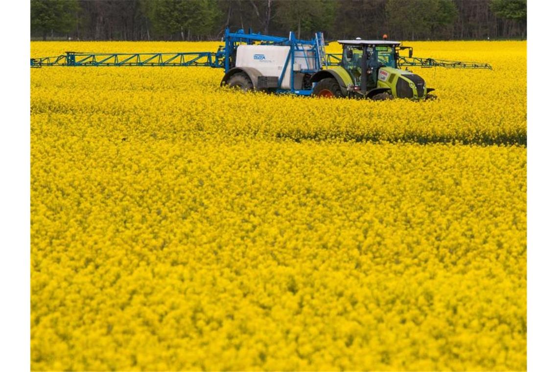 Ein Traktor zieht bei der Behandlung von Rapsblüten eine Pflanzenspritze durch ein Rapsfeld. Foto: Jens Büttner/Archivbild