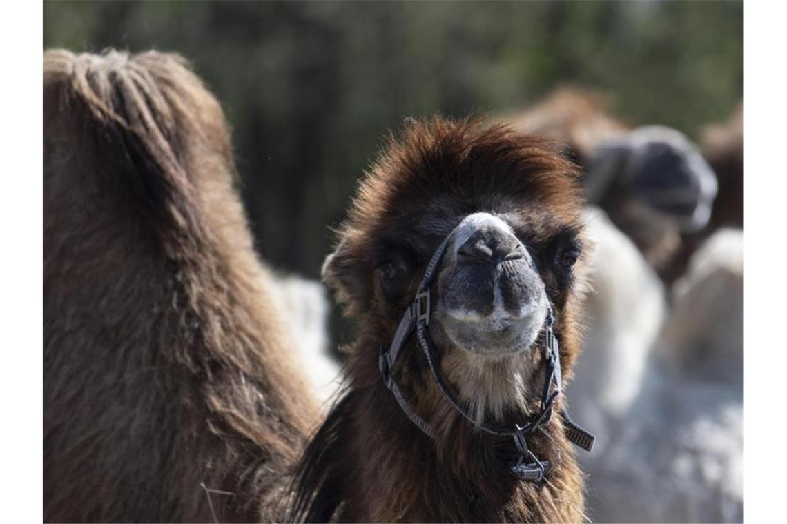 Ein Trampeltier steht im Tiergehege Mundenhof. Foto: Patrick Seeger/dpa/Archivbild