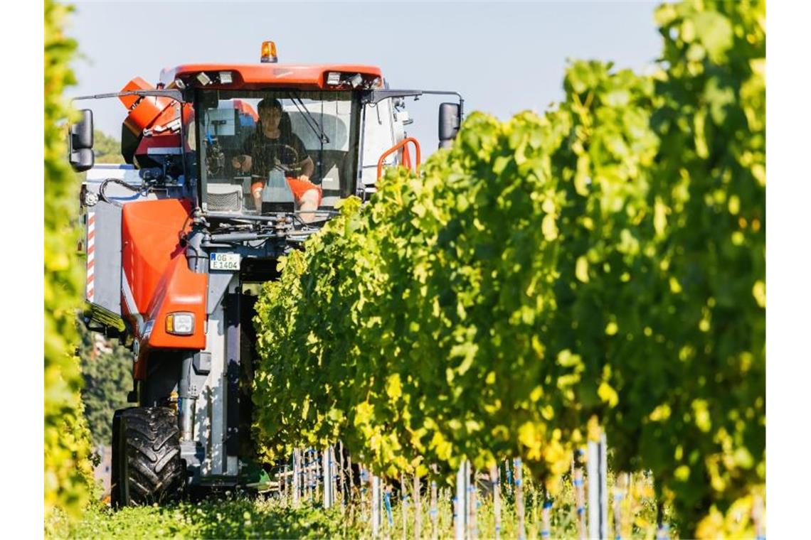 Weinlese in Baden begonnen: Massive Ernteausfälle