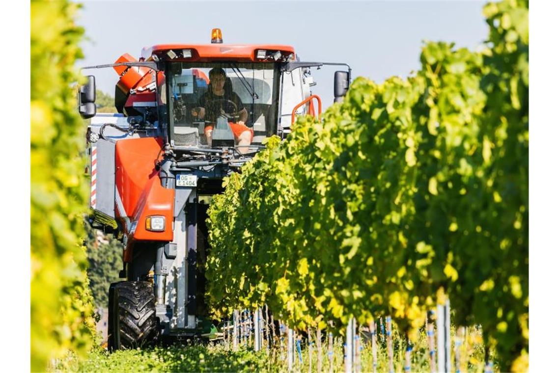 Hauptlese in deutschen Weinanbaugebieten gestartet