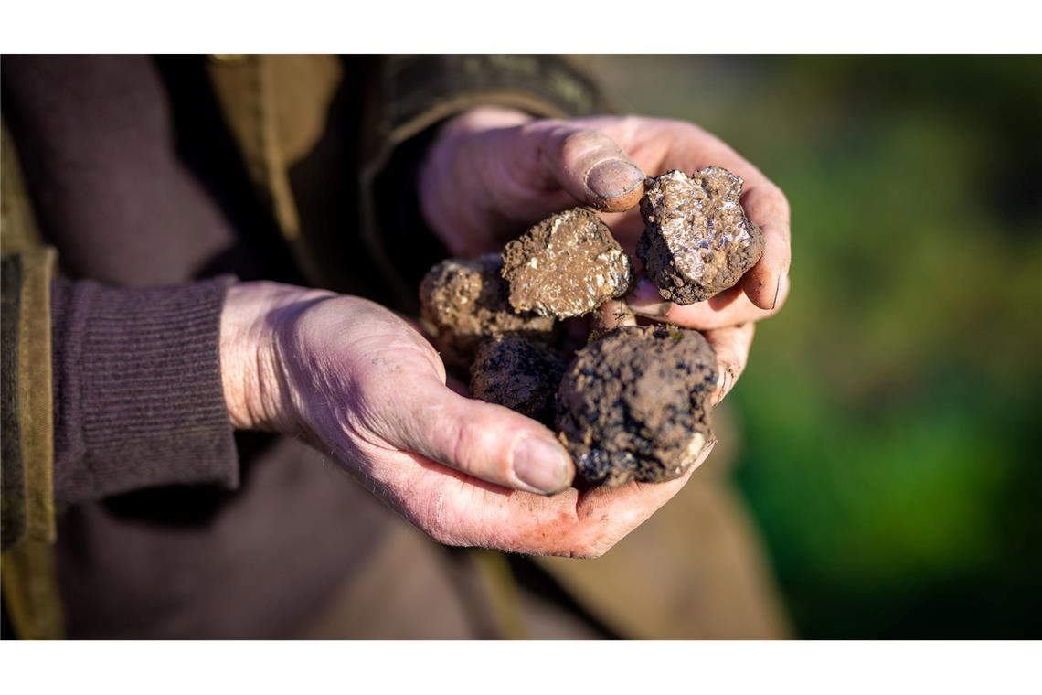 Ein Trüffelbauer in Niedersachsen hält auf seiner Plantage geerntete Pilze in der Hand. (Archivbild)